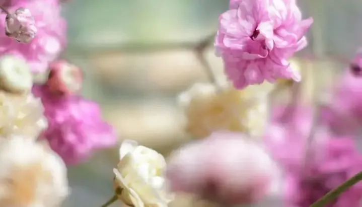 Các loại hoa baby được trồng phổ biến nhất để trang trí