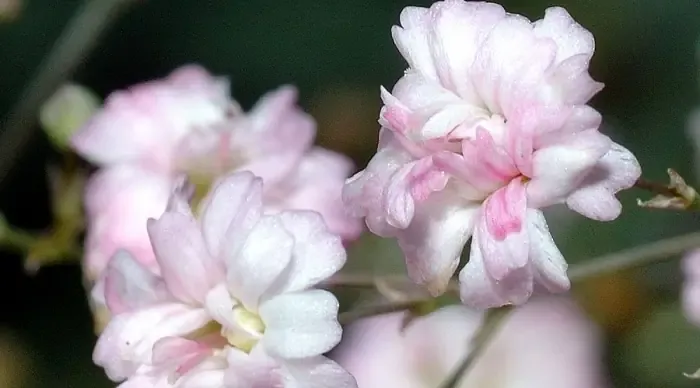 Kỹ thuật gieo hạt hoa baby thành công và quá trình chuyển chậu