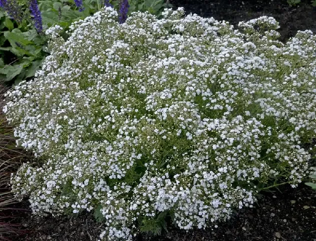 Chăm sóc cây hoa baby trưởng thành bằng cách cắt tỉa và bón phân