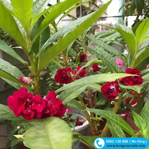 Cây hoa bóng nước móng tay với màu sắc nổi bật