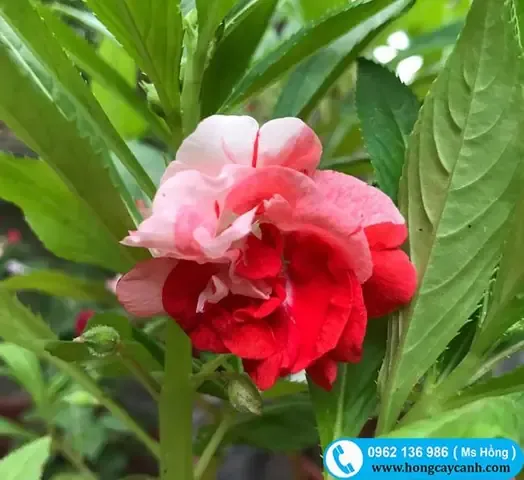 Cây hoa bóng nước nở rộ, tươi tắn