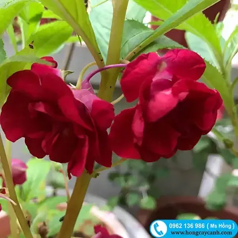 Cây Hoa Bóng Nước Đỏ rực rỡ trong chậu