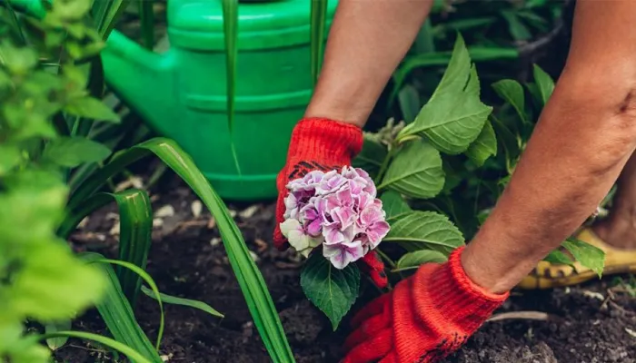 Hướng dẫn cách trồng hoa cẩm tú cầu bằng cành nhanh chóng và đơn giản