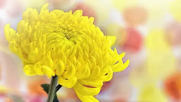 Kỹ thuật uốn cành và chăm sóc hoa cúc chưng tết đúng cách