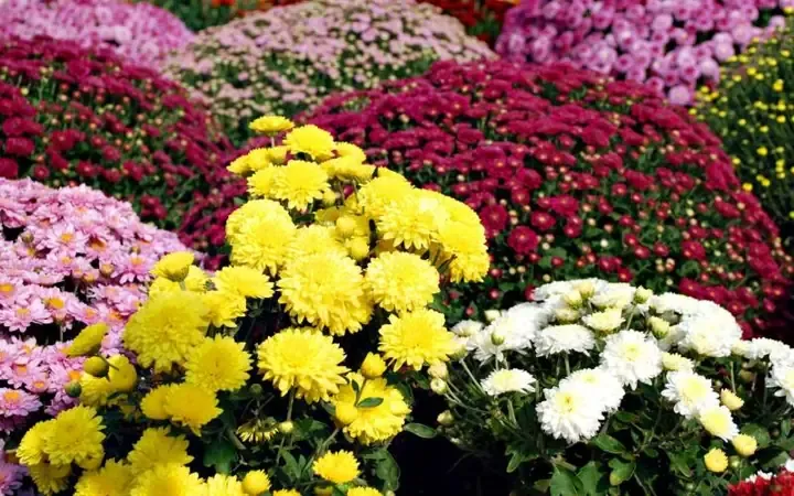 Thời điểm Gieo Trồng Hoa Cúc Tết để đảm bảo hoa nở đúng dịp