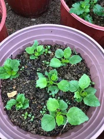 Mẹo kỹ thuật trồng hạt giống hoa cúc Đài Loan ra hoa rực rỡ