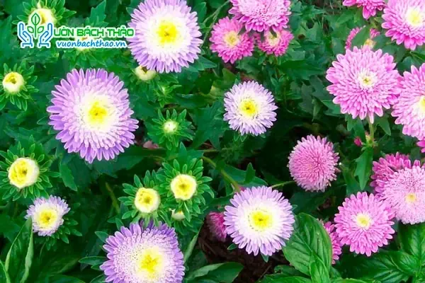 Kỹ thuật trồng và chăm sóc hoa cúc Đài Loan trưởng thành