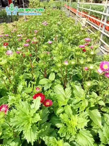 Cách chăm sóc cây hoa cúc Đài Loan bằng hạt, ảnh minh họa