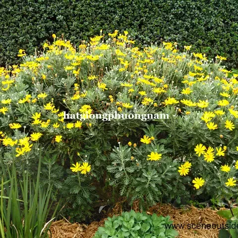 Hạt Giống Hoa Cúc Thân Gỗ trong vườn