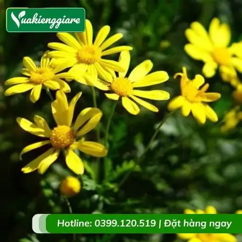 Cách Trồng Hoa Cúc Gỗ Chi Tiết