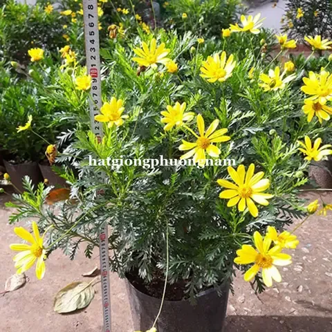 Hạt Giống Hoa Cúc Thân Gỗ Nảy Mầm