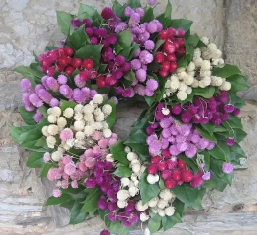 Thu hoạch hoa cúc nút áo vào buổi sáng sớm giúp hoa tươi lâu hơn