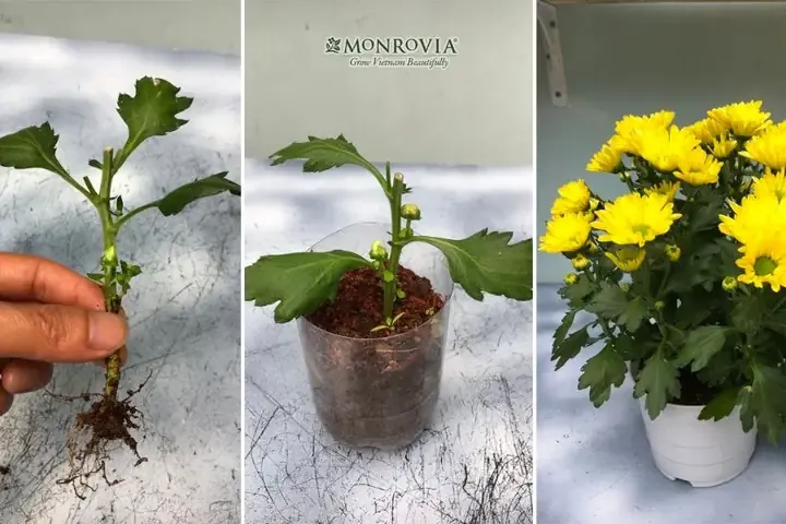 Hình ảnh một cành hoa cúc vàng đã nở rộ, sẵn sàng để thu hoạch