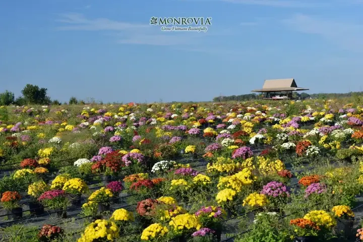 Cây hoa cúc con đang phát triển trong khay ươm