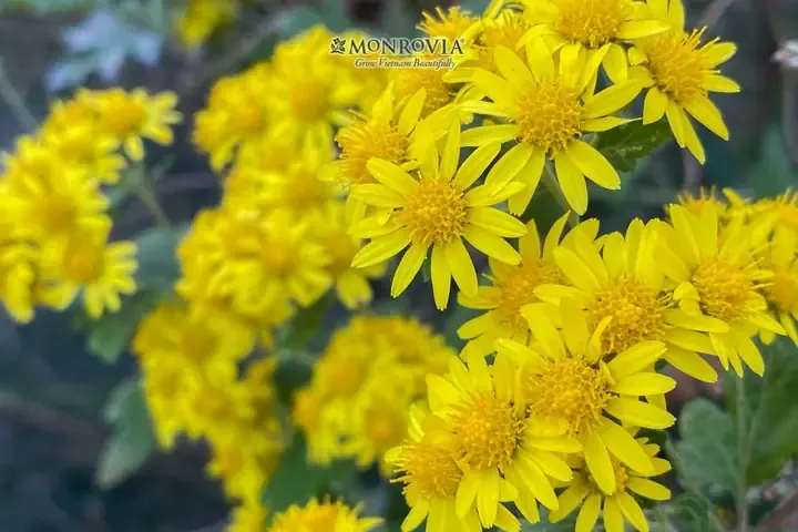 Cận cảnh nụ hoa cúc vàng sắp nở rộ