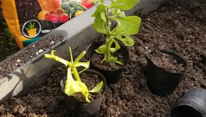 Cách trồng hoa dạ yến thảo bằng cành