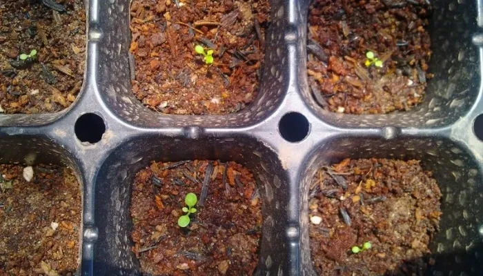 Cách trồng hoa dạ yến thảo bằng hạt