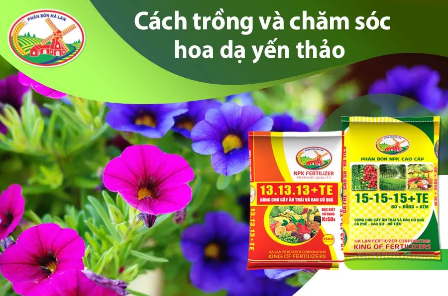 Hoa dạ yến thảo rủ