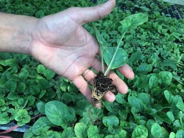 Rễ và bầu đất của cây đồng tiền tách thân chuẩn bị cho kỹ thuật trồng nổi