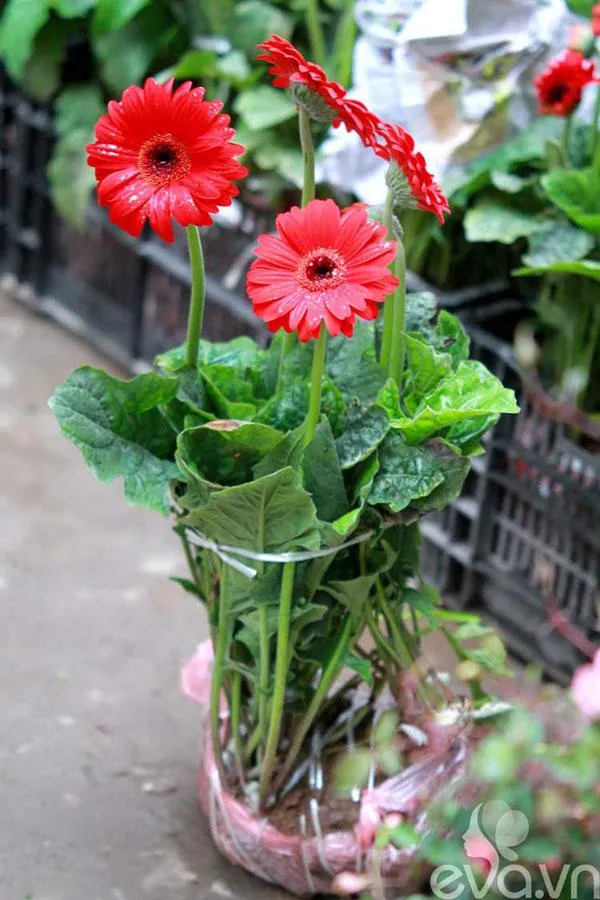 Hoa đồng tiền rực rỡ với màu đỏ tươi, biểu tượng của tình yêu và may mắn