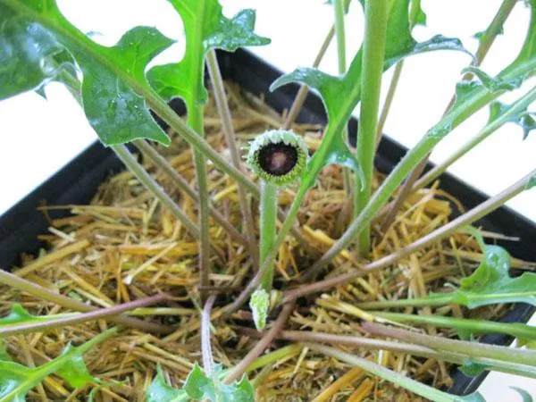 Cây đồng tiền đang nở hoa trong chậu cảnh, cần chế độ nước phù hợp để ra hoa