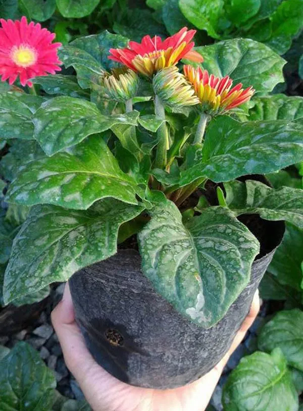 Hoa đồng tiền lùn trồng chậu, kích thước nhỏ gọn phù hợp trang trí ban công