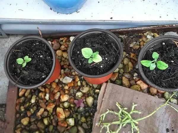 Chậu gieo hạt giống hoa đồng tiền đang nảy mầm, cần ánh sáng nhẹ để phát triển