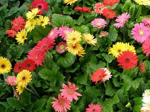 Hoa đồng tiền mix nhiều màu sắc, thể hiện sự vui tươi và đa dạng giống Gerbera