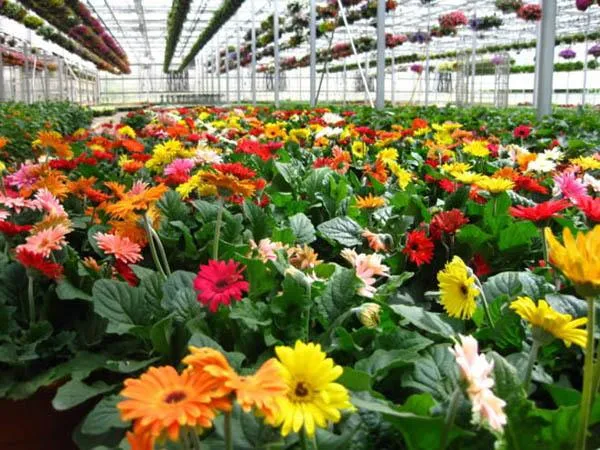 Một luống hoa đồng tiền đang được chăm sóc và theo dõi sâu bệnh định kỳ