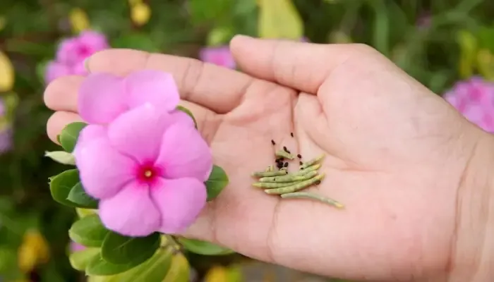 Ứng dụng của hoa dừa cạn trong y học dân gian