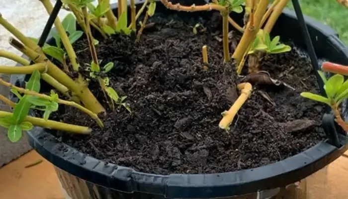 Thực hiện cắt tỉa đúng kỹ thuật để hoa dừa cạn nở rộ