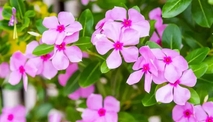 Điều kiện trồng hoa dừa cạn bằng hạt cho tỷ lệ nảy mầm cao