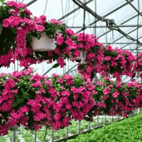 Thu hoạch và bảo quản hạt giống hoa dừa cạn Thái