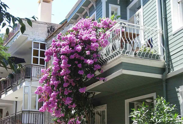 Hoa giấy màu hồng tím tạo điểm nhấn ấn tượng cho ban công