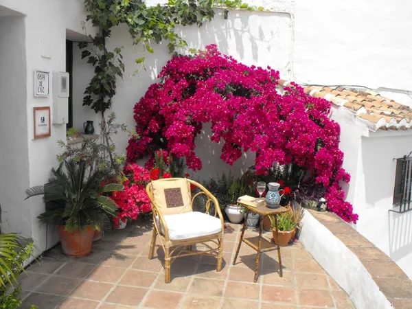 Cây hoa giấy thân gỗ lâu năm tạo bóng mát trên ban công lớn