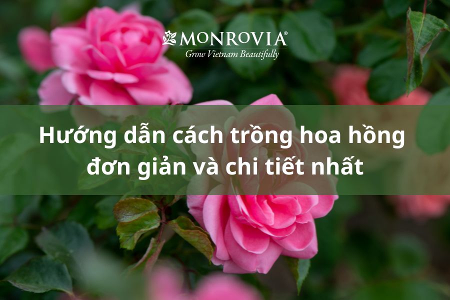 Hướng Dẫn Chi Tiết Cách Trồng Hoa Hồng Leo Pháp Bằng Hạt