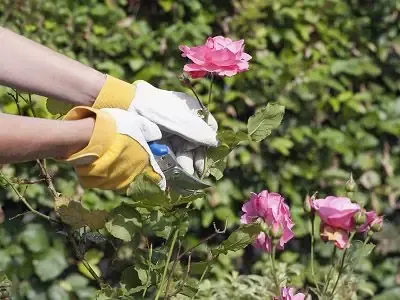 Cắt Tỉa Cây Hoa Hồng Đúng Cách