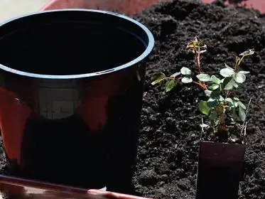 Thay Chậu Hoặc Bổ Sung Thêm Đất Trồng Mới