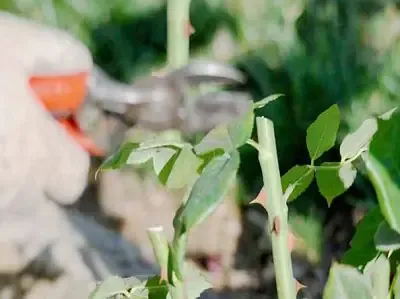 Cắt Tỉa Cây Hoa Hồng Đúng Cách