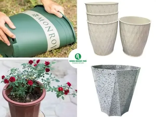 Chọn chậu phù hợp để trồng hoa hồng bụi trong không gian nhỏ