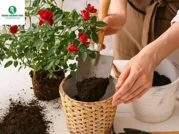 Cây hoa hồng bụi trong chậu, minh họa cho kỹ thuật chăm sóc