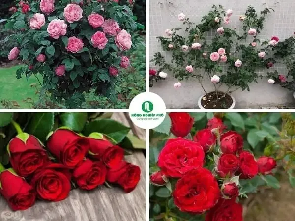 Các giống hoa hồng bụi phổ biến, gợi ý trồng hoa hồng bụi