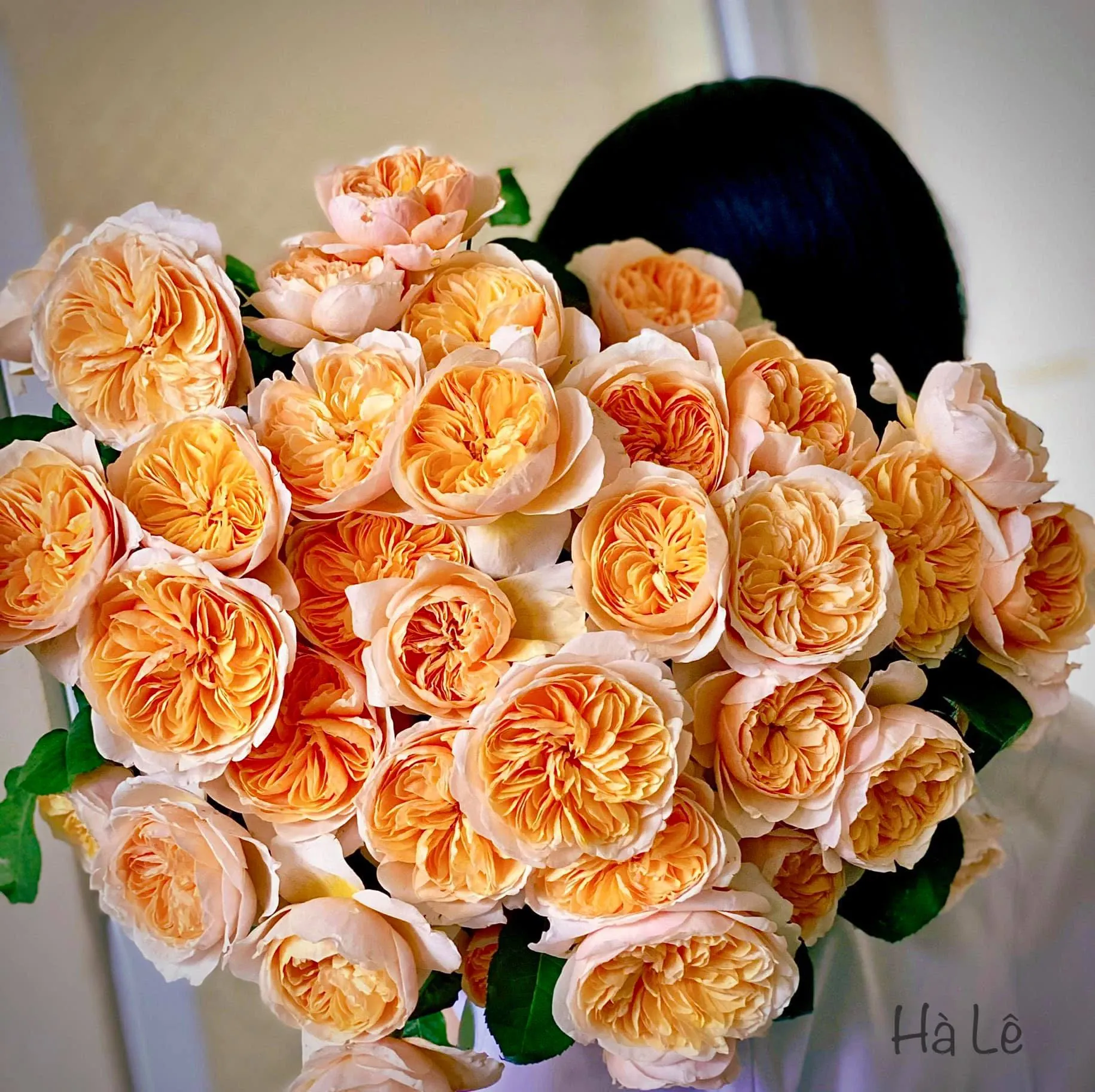 Hoa hồng Juliet có vẻ đẹp quyến rũ với màu cam cá hồi và hương trà xanh tinh tế