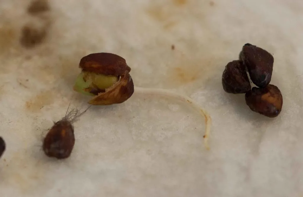 Ươm hạt giống hoa hồng leo