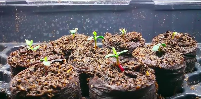 Chăm sóc cây hoa cẩn thận bạn sẽ thu được thành quả