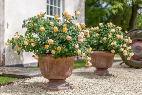 Chọn chậu đất nung có kích thước phù hợp và thoát nước tốt để trồng hoa hồng leo