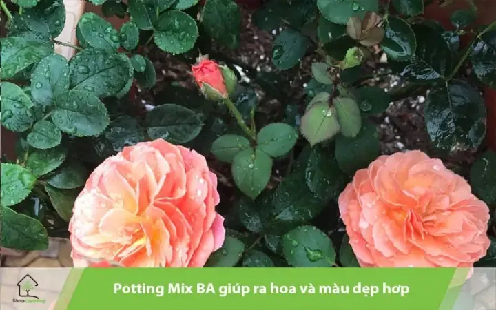 Giới Thiệu Potting Mix Ba – Giá Thể Lý Tưởng Cho Hoa Hồng Mini