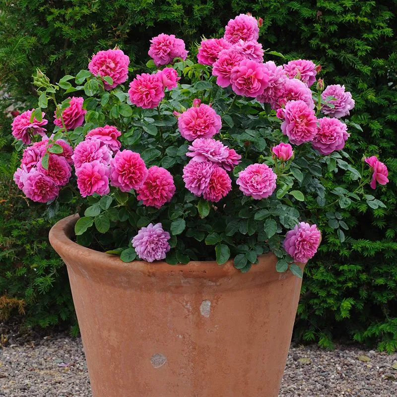 Vị trí đặt chậu hoa hồng cần đảm bảo đủ 6 giờ nắng mỗi ngày để cây ra hoa đẹp