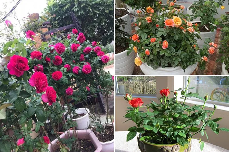 Việc cắt tỉa đúng kỹ thuật giúp hoa hồng ra hoa đồng loạt và giữ được form dáng đẹp