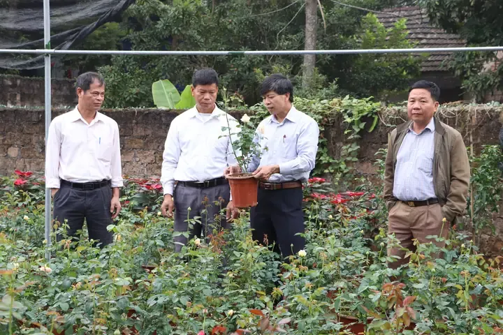 Chăm sóc hoa hồng mùa hè, kỹ thuật tưới nước và giữ ẩm đúng cách chống sốc nhiệt